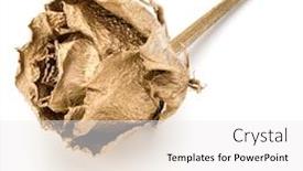  Presentation with rose gold - Slides with one-gold-rose-isolated background and a white colored foreground