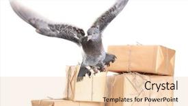  Presentation with grey - PPT theme with one grey messenger-pigeon background and a lemonade colored foreground