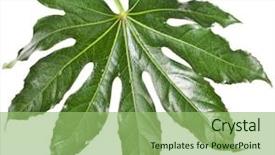  Presentation with background - Beautiful slide deck featuring one-leaf-fatsia-japonica-isolated backdrop and a seafoam green colored foreground