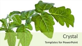  Presentation with tomato plant - Amazing PPT layouts having one leaf tomato isolated backdrop and a yellow colored foreground