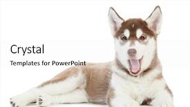  Presentation with husky - Slides enhanced with one little cute puppy of siberian husky dog isolated background and a white colored foreground