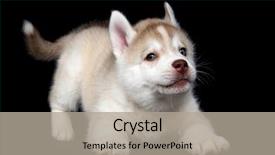  Presentation with siberian husky dog black - PPT layouts enhanced with one little cute puppy of siberian husky dog in studio over black background and a light gray colored foreground