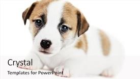  Presentation with dog park animal jack - PPT theme having one little jack russel terrier background and a white colored foreground
