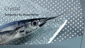  Presentation with needle - Presentation theme featuring one-little-needle-fish-uncooked background and a light blue colored foreground