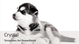  Presentation with husky - Beautiful presentation theme featuring one little puppy siberian husky dog of three month isolated on white background backdrop and a light gray colored foreground