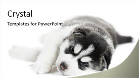  Presentation with husky - Theme featuring one little puppy siberian husky dog of one month on white background background and a white colored foreground