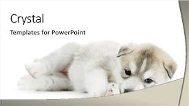  Presentation with husky - Cool new PPT theme with one little puppy siberian husky dog of one month on white background backdrop and a white colored foreground