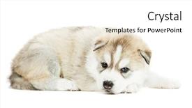  Presentation with husky - Slides enhanced with one little puppy siberian husky background and a white colored foreground