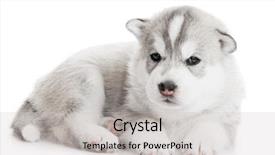  Presentation with husky - Beautiful PPT layouts featuring one little puppy siberian husky dog of one month on white background backdrop and a light gray colored foreground