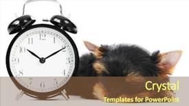  Presentation with alarm - Slides having one little yorkshire terrier 3 month puppy dog with alarm clock isolated over white background background and a tawny brown colored foreground