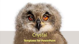  Presentation with eagle - Slides featuring one-month-bubo-bubo-eurasian and a tawny brown colored foreground