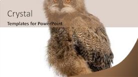  Presentation with chick - Presentation design enhanced with one-month-eurasian-eagle-owl and a  colored foreground