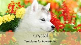  Presentation with husky - Slide deck with one month old in flower background and a  colored foreground