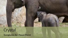  Presentation with wildlife - Theme having one-month-old indian elephant elephas maximus indicus with its mother wildlife animal background and a mint green colored foreground