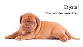  Presentation with puppy - Presentation enhanced with one month old puppy lying on the floor background and a white colored foreground