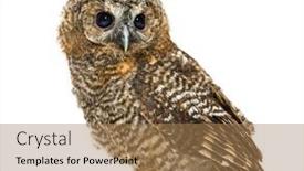  Presentation with tawny - Presentation consisting of one-month-old-tawny-owl background and a coral colored foreground