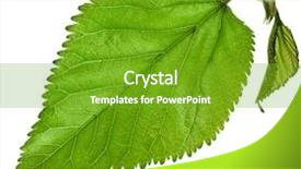  Presentation with white mulberry - Beautiful presentation design featuring one mulberry tree leaf surface backdrop and a shamrock green colored foreground