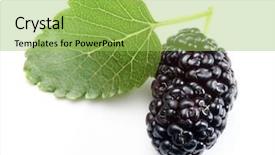  Presentation with white mulberry - PPT layouts enhanced with one mulberry with a mulberries background and a yellow colored foreground