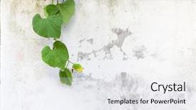  Presentation with green leaves - Slide deck featuring one of plant family cucurbitaceae background and a white colored foreground