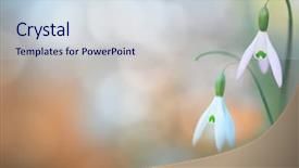  Presentation with wild flower - PPT theme consisting of one of the first wildflowers background and a sky blue colored foreground