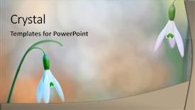  Presentation with wild flower - Audience pleasing slide set consisting of one of the first wildflowers backdrop and a lemonade colored foreground