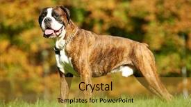  Presentation with boxer dog - Slides enhanced with  background and a  colored foreground