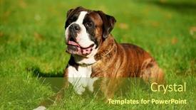  Presentation with boxer dog - PPT theme consisting of one one german tiger boxer background and a tawny brown colored foreground