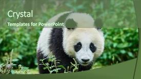  Presentation with base - Amazing slides having one panda bear cub playing backdrop and a ocean colored foreground