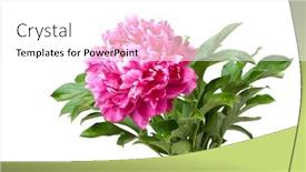 Presentation with peony - PPT layouts featuring one-peony-isolated-on-white background and a white colored foreground