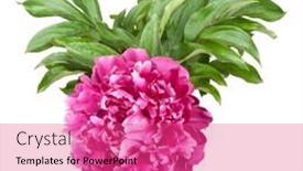  Presentation with peony - Amazing slide deck having one-peony-isolated-on-white backdrop and a coral colored foreground