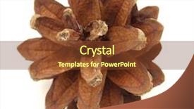  Presentation with pine cone - Presentation design with one-pine-cone-isolated background and a tawny brown colored foreground
