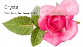  Presentation with rose flower - PPT theme having one-pink-rose-flower background and a white colored foreground