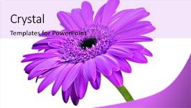  Presentation with pure white - PPT theme enhanced with one purple daisy gerbera background and a lilac colored foreground