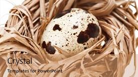  Presentation with quail - Amazing PPT theme having one quail eggs in the straw nest backdrop and a coral colored foreground