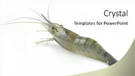  Presentation with shrimp - Slides enhanced with one raw shrimp isolated background and a white colored foreground