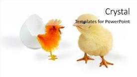  Presentation with chick - Audience pleasing theme consisting of one real and one fake backdrop and a white colored foreground