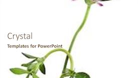  Presentation with clover - Beautiful presentation featuring one red clover flower trifolium pratense isolated on white background backdrop and a cream colored foreground