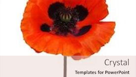  Presentation with poppy - Amazing PPT theme having one red poppy isolated on white background backdrop and a lemonade colored foreground