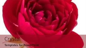  Presentation with rose flower - Cool new presentation theme with one red rose flower head isolated on white background cutout backdrop and a crimson colored foreground