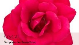  Presentation with rose flower - Beautiful PPT theme featuring one red rose flower head isolated on white background cutout backdrop and a crimson colored foreground