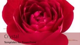  Presentation with rose flower - PPT layouts with one red rose flower head isolated on white background cutout background and a crimson colored foreground