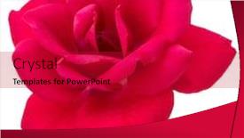  Presentation with rose flower - Slide deck having one red rose flower head isolated on white background cutout background and a crimson colored foreground