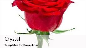  Presentation with rose flower - Presentation theme having one red rose flower isolated background and a white colored foreground
