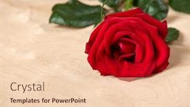  Presentation with rose wood - Theme having one red rose on bright wood background background and a lemonade colored foreground