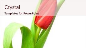  Presentation with tulip - Cool new theme with one-red-tulip-isolated backdrop and a sky blue colored foreground
