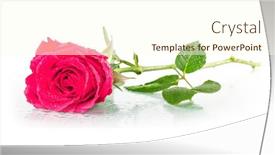  Presentation with dew - Amazing presentation theme having one rose with dew drops on a white background backdrop and a cream colored foreground