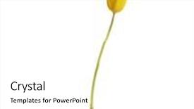  Presentation with tulip - Audience pleasing slides consisting of one separated tulip flower isolated on white backdrop and a white colored foreground