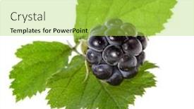  Presentation with blackberry - Cool new slide set with one single blackberry dewberry with a green leaf close up macro isolated on white background backdrop and a yellow colored foreground