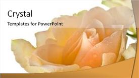  Presentation with bud - Slide set featuring pale peach - two lether unpolstery armchair near background and a light blue colored foreground