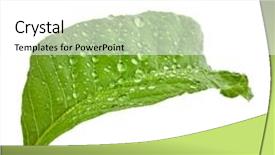  Presentation with water leaf - Presentation design featuring one single leaf guava background and a white colored foreground